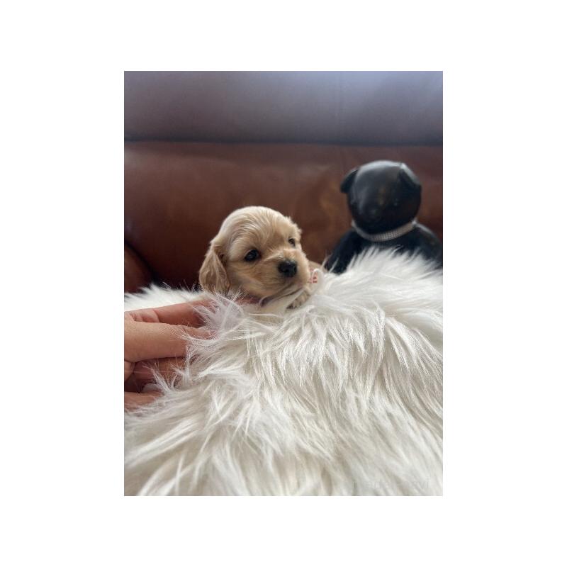 販売中の埼玉県のアメリカンコッカースパニエル-439123の6枚目