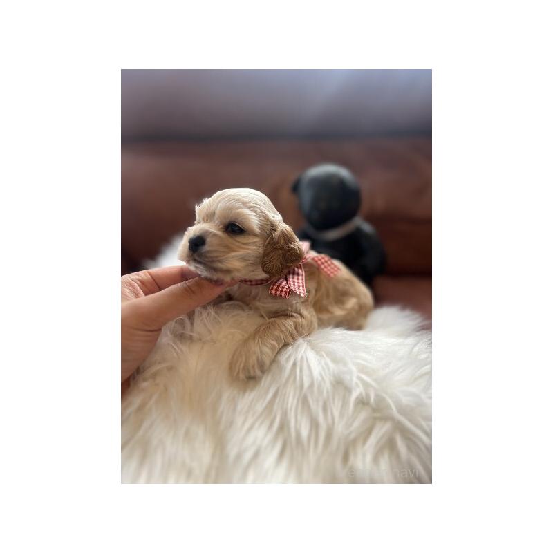 販売中の埼玉県のアメリカンコッカースパニエル-439123の4枚目