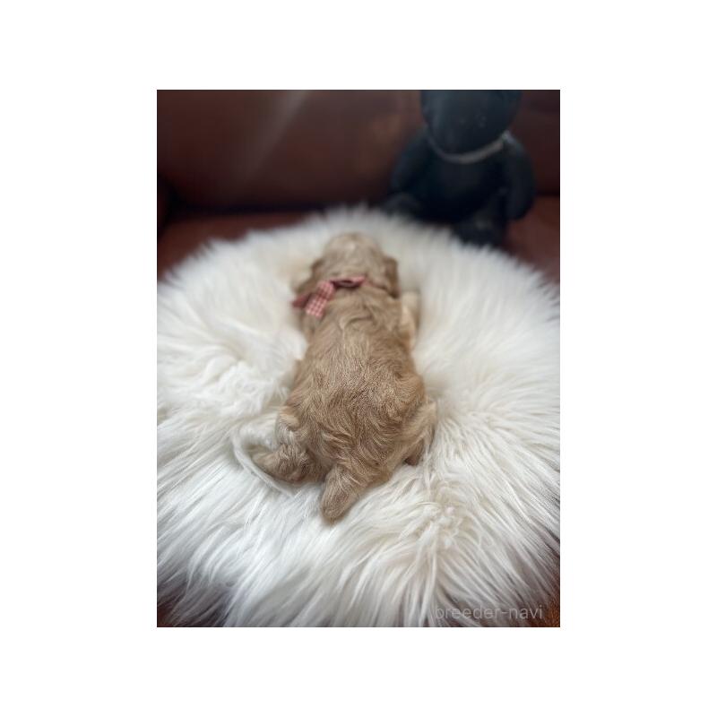 販売中の埼玉県のアメリカンコッカースパニエル-439123の5枚目