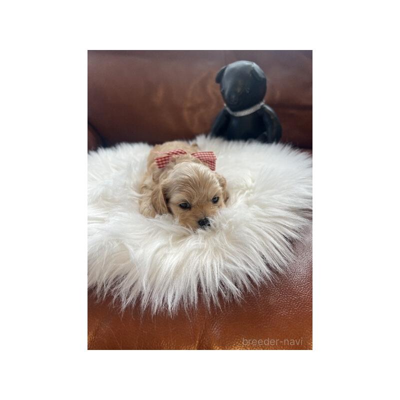 販売中の埼玉県のアメリカンコッカースパニエル-439123の3枚目