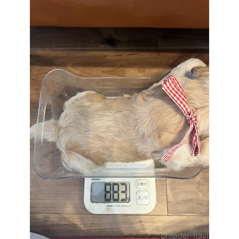 販売中の埼玉県のアメリカンコッカースパニエル-439123の2枚目