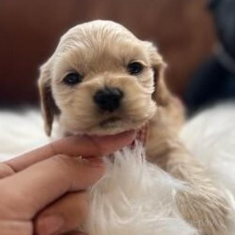 販売中の埼玉県のアメリカンコッカースパニエル-439123