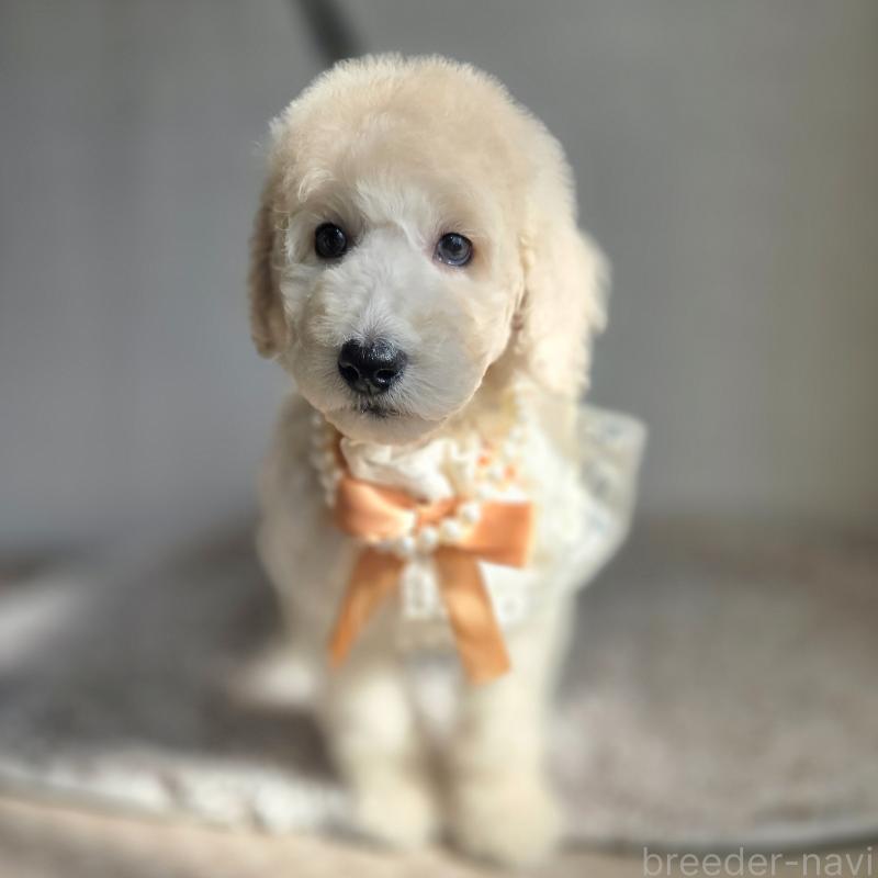 販売中の石川県のスタンダードプードル-435865の6枚目