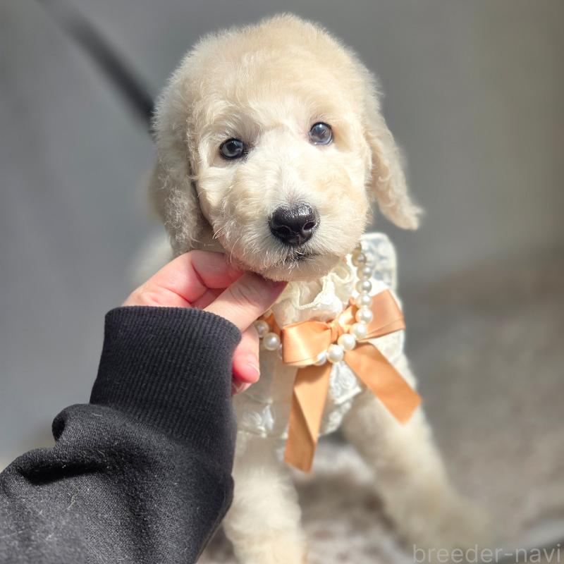 販売中の石川県のスタンダードプードル-435865の4枚目