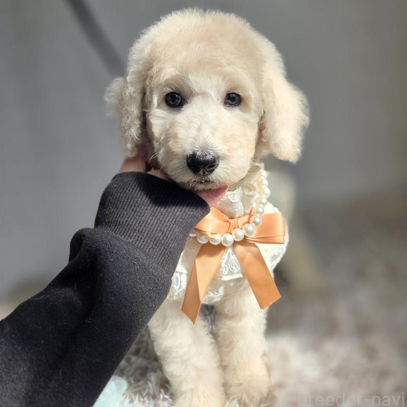 販売中の石川県のスタンダードプードル-435865の3枚目