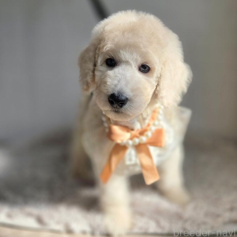 販売中の石川県のスタンダードプードル-435865の2枚目