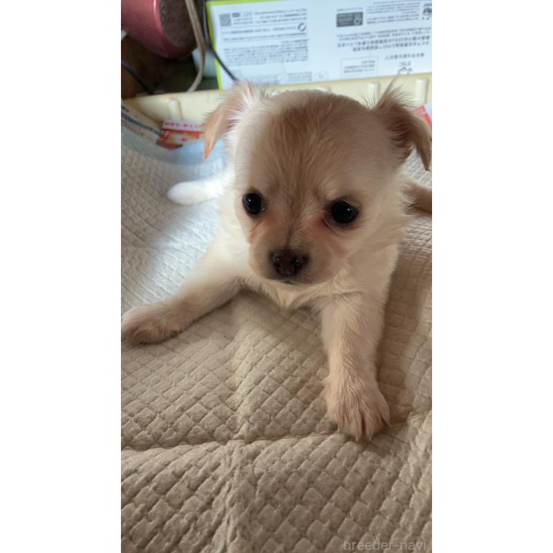 販売中の静岡県のチワワ(ロングコート)-439124の2枚目