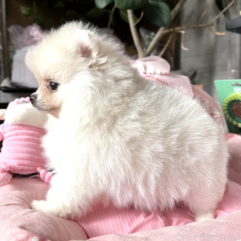 販売中の大阪府のポメラニアン-439125の9枚目