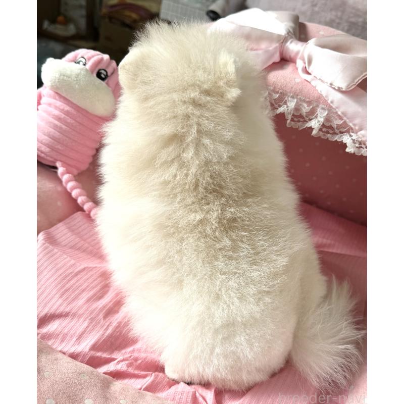 販売中の大阪府のポメラニアン-439125の8枚目