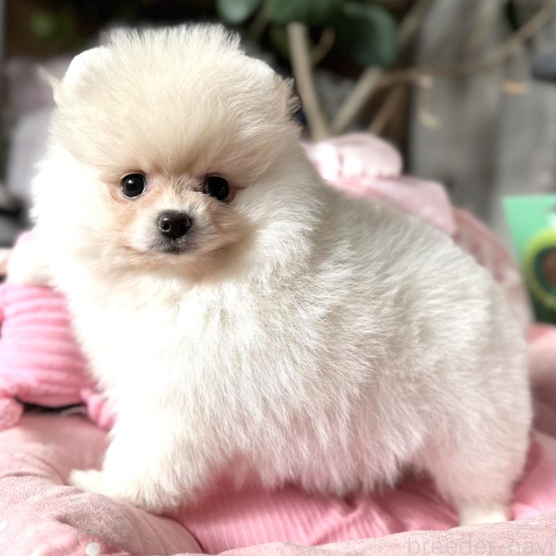 販売中の大阪府のポメラニアン-439125の7枚目