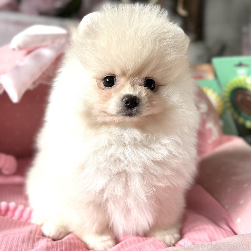 販売中の大阪府のポメラニアン-439125の6枚目