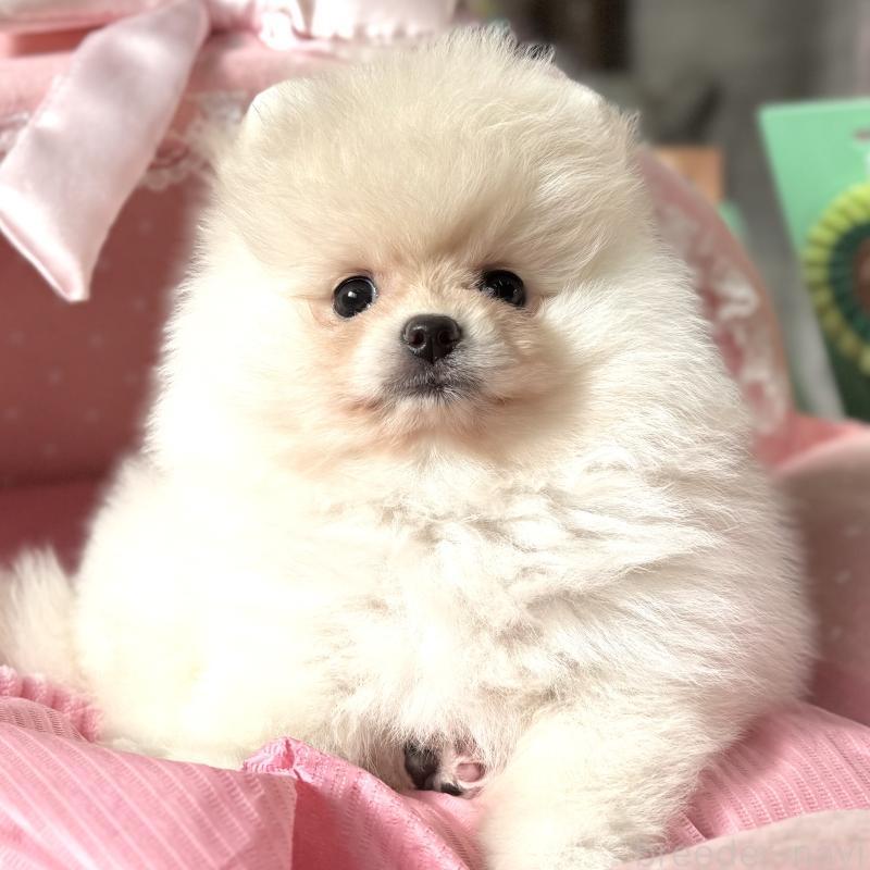 販売中の大阪府のポメラニアン-439125の5枚目