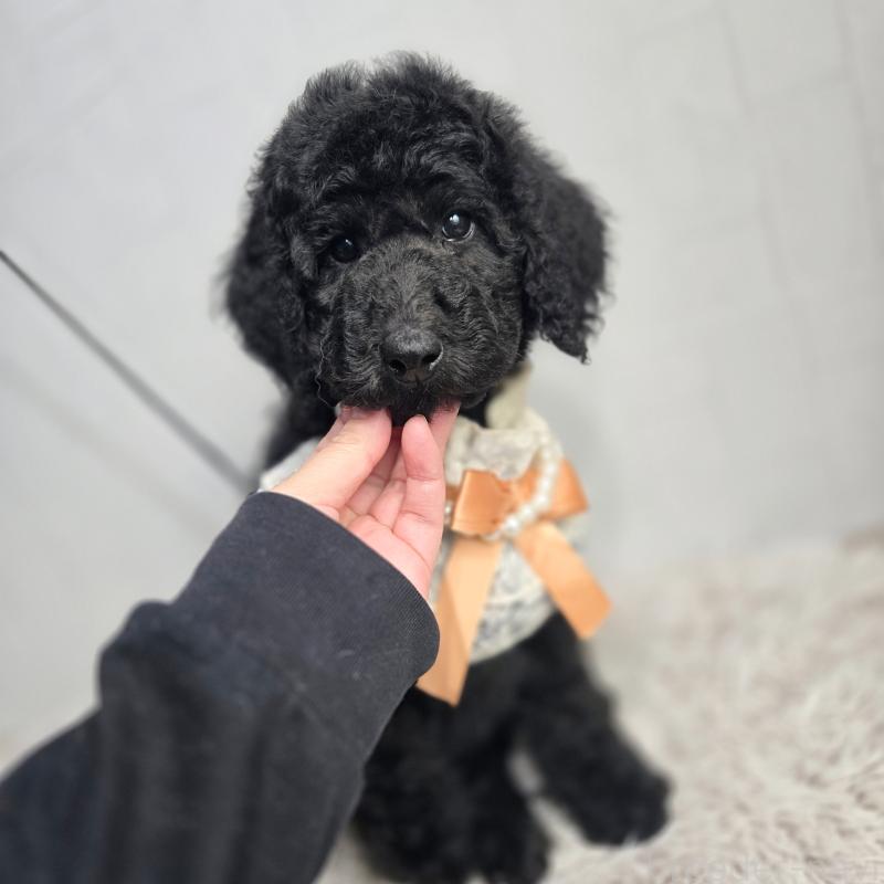 販売中の石川県のスタンダードプードル-435862