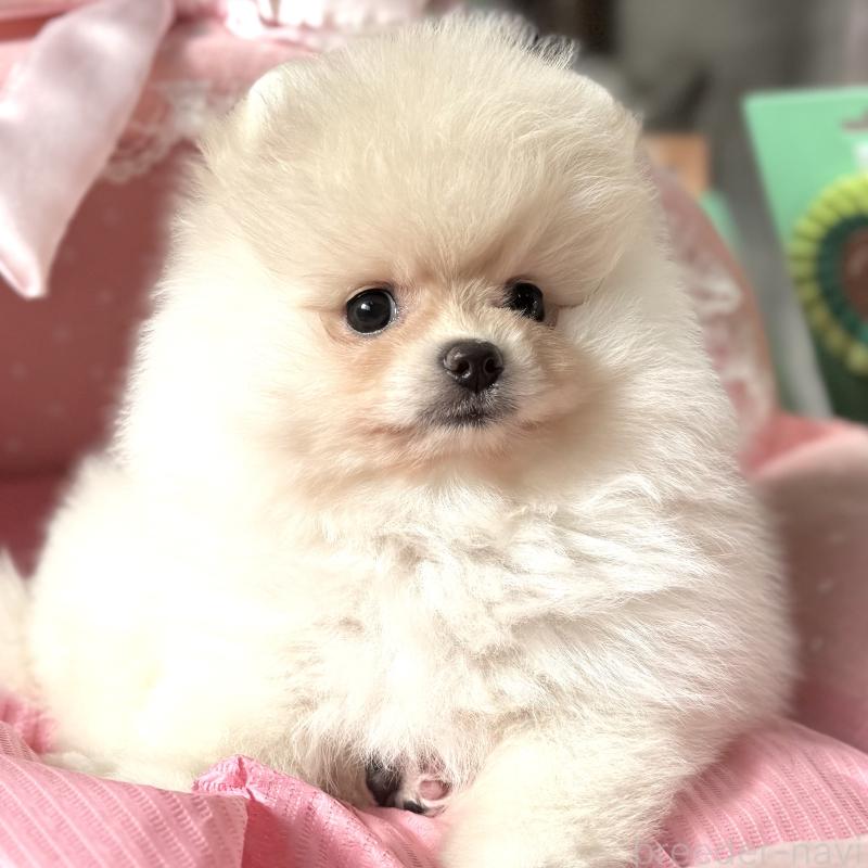 販売中の大阪府のポメラニアン-439125の4枚目