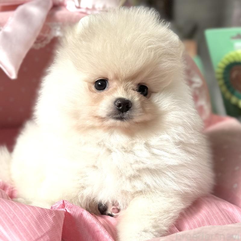 販売中の大阪府のポメラニアン-439125の3枚目