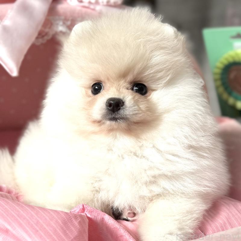 販売中の大阪府のポメラニアン-439125の2枚目