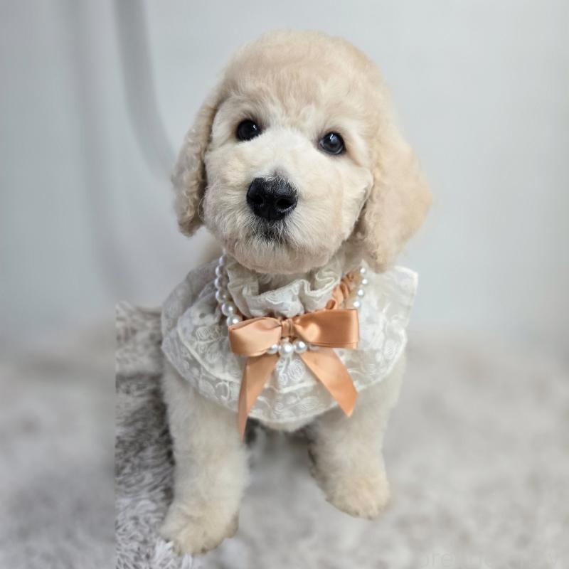 販売中の石川県のスタンダードプードル-435866