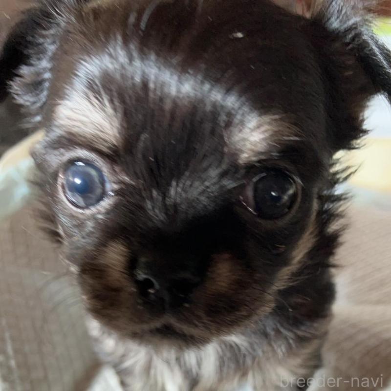 販売中の静岡県のチワワ(ロングコート)-439126