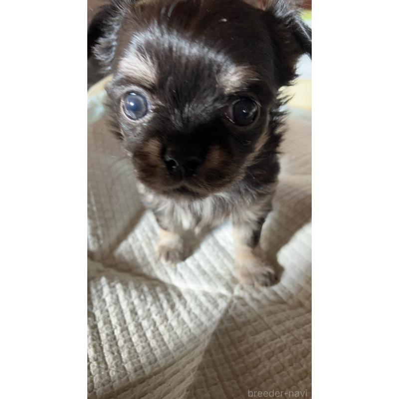 販売中の静岡県のチワワ(ロングコート)-439126の2枚目