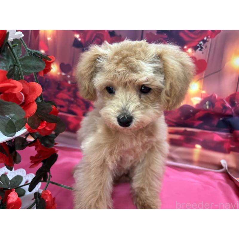 成約済の栃木県のティーカッププードル-424871の10枚目