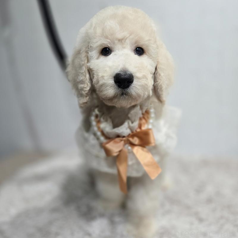 販売中の石川県のスタンダードプードル-435867