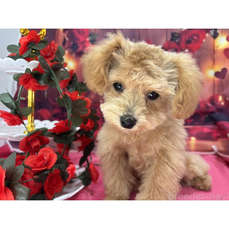 成約済の栃木県のティーカッププードル-424871の9枚目