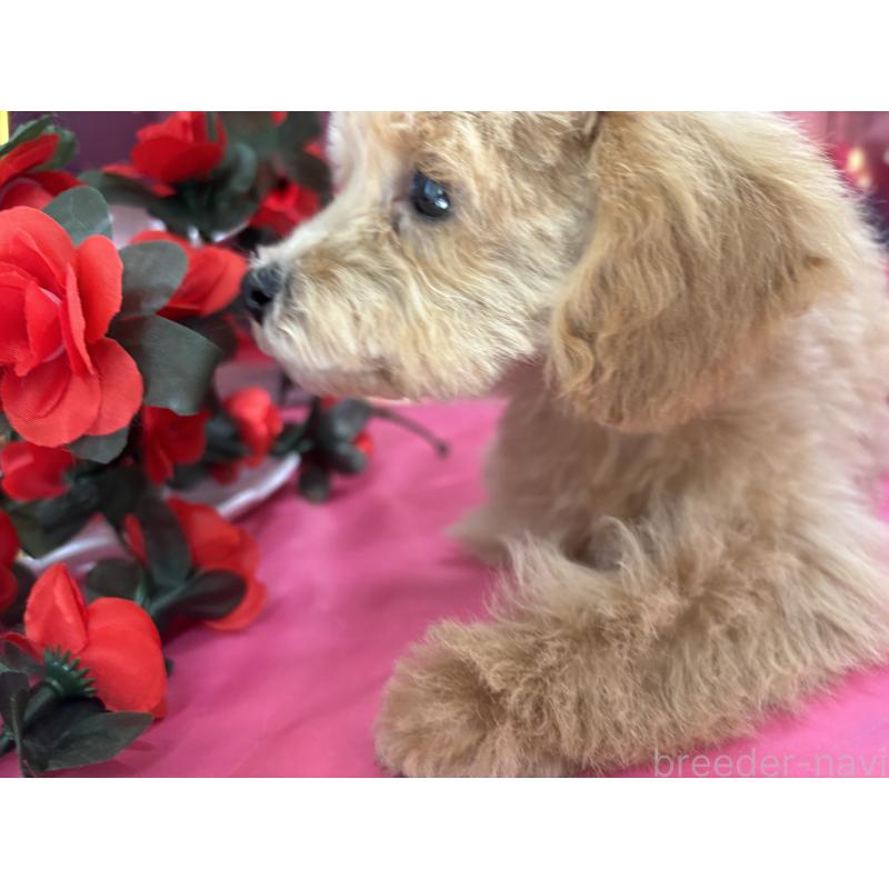 成約済の栃木県のティーカッププードル-424871の7枚目