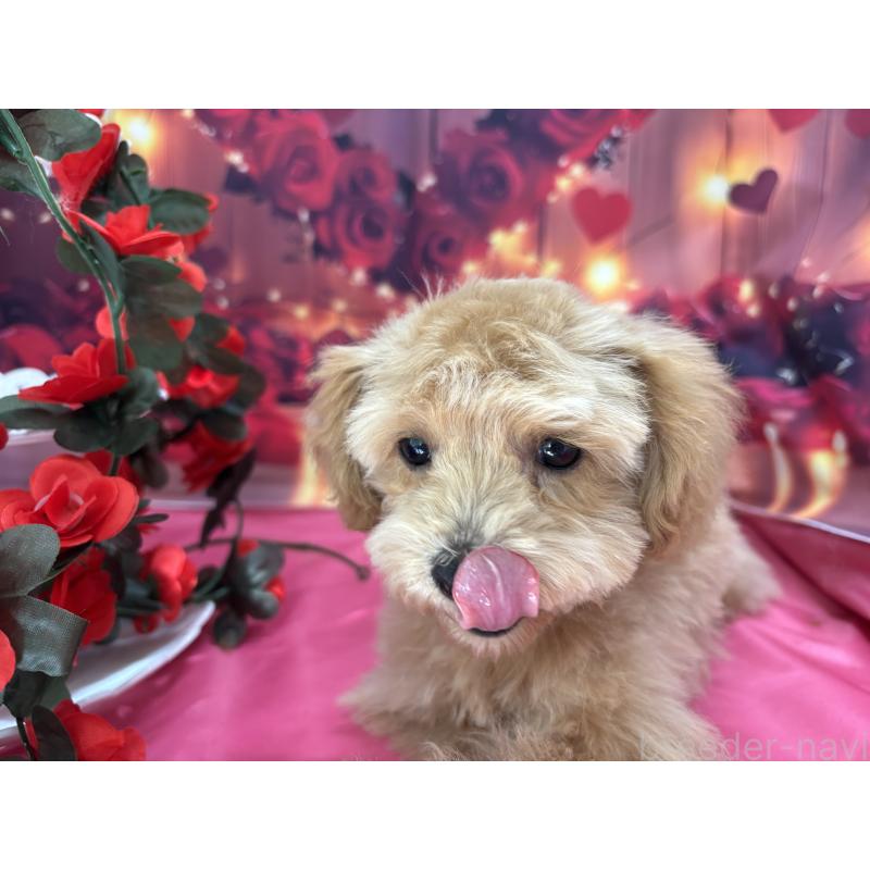 成約済の栃木県のティーカッププードル-424871の6枚目