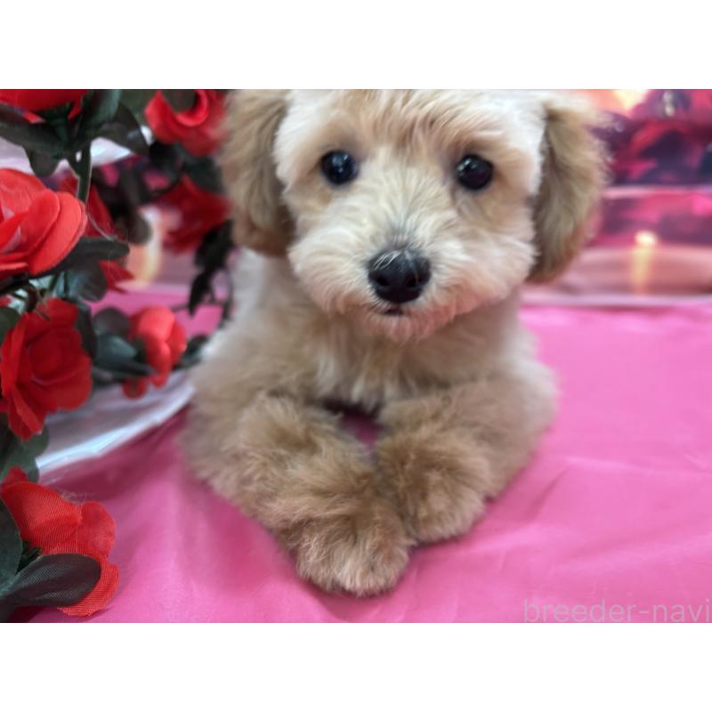 成約済の栃木県のティーカッププードル-424871の5枚目