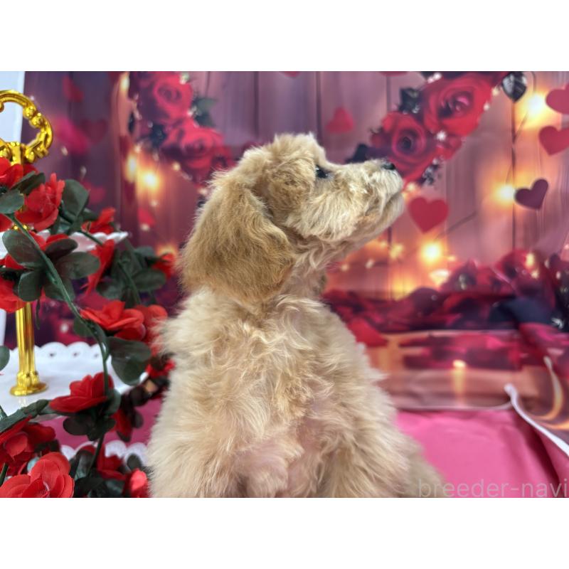 成約済の栃木県のティーカッププードル-424871の4枚目