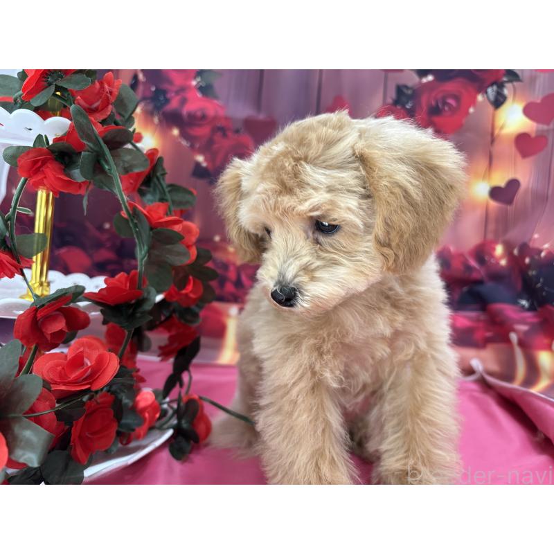 成約済の栃木県のティーカッププードル-424871の3枚目