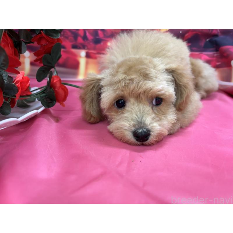 成約済の栃木県のティーカッププードル-424871の2枚目