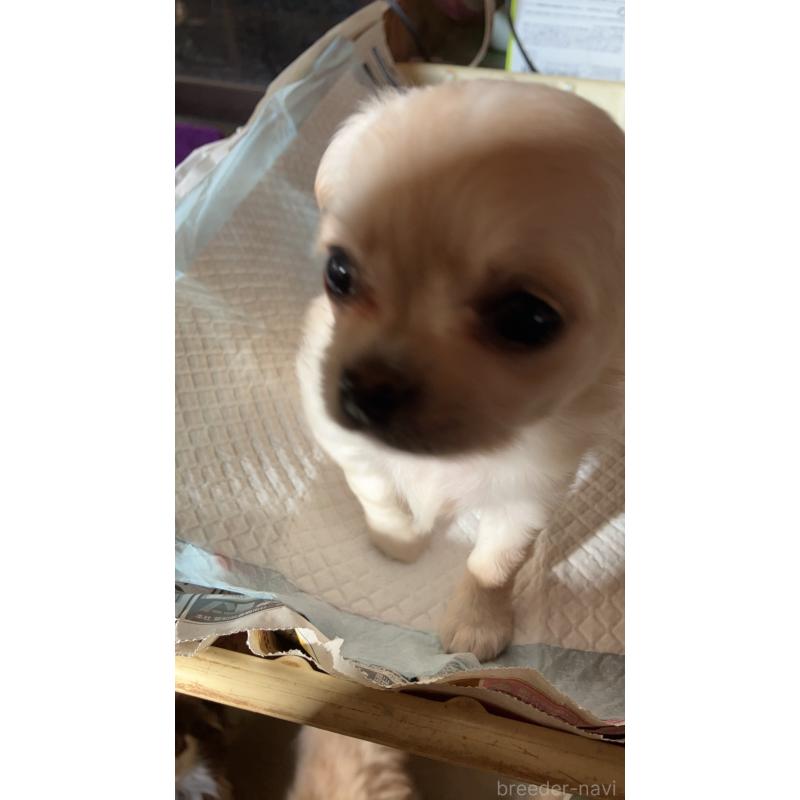 販売中の静岡県のチワワ(ロングコート)-439127の2枚目