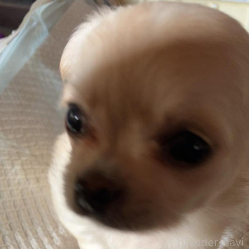 販売中の静岡県のチワワ(ロングコート)-439127の1枚目