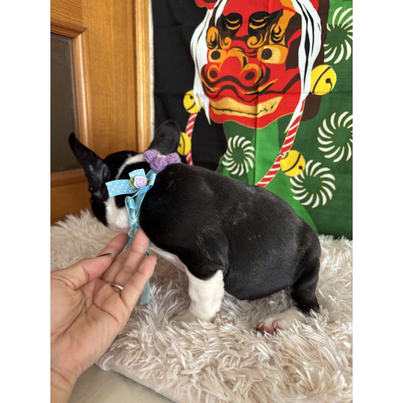 販売中の鹿児島県のフレンチブルドッグ-429491の3枚目