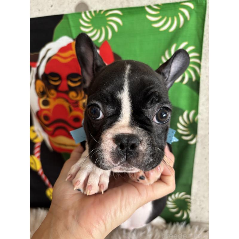 販売中の鹿児島県のフレンチブルドッグ-429491の2枚目