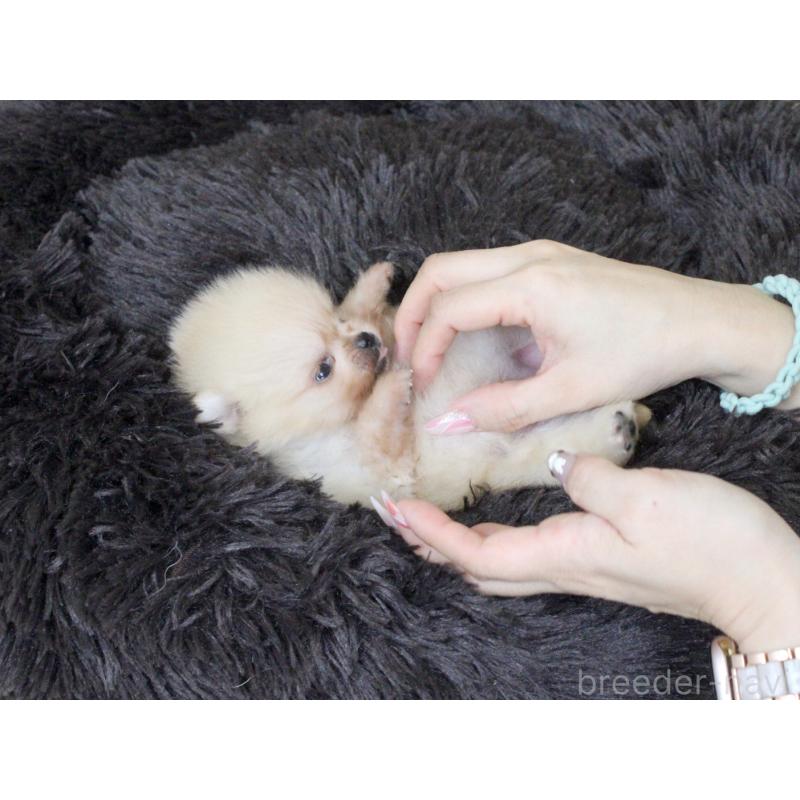 販売中の大阪府のポメラニアン-439129の7枚目