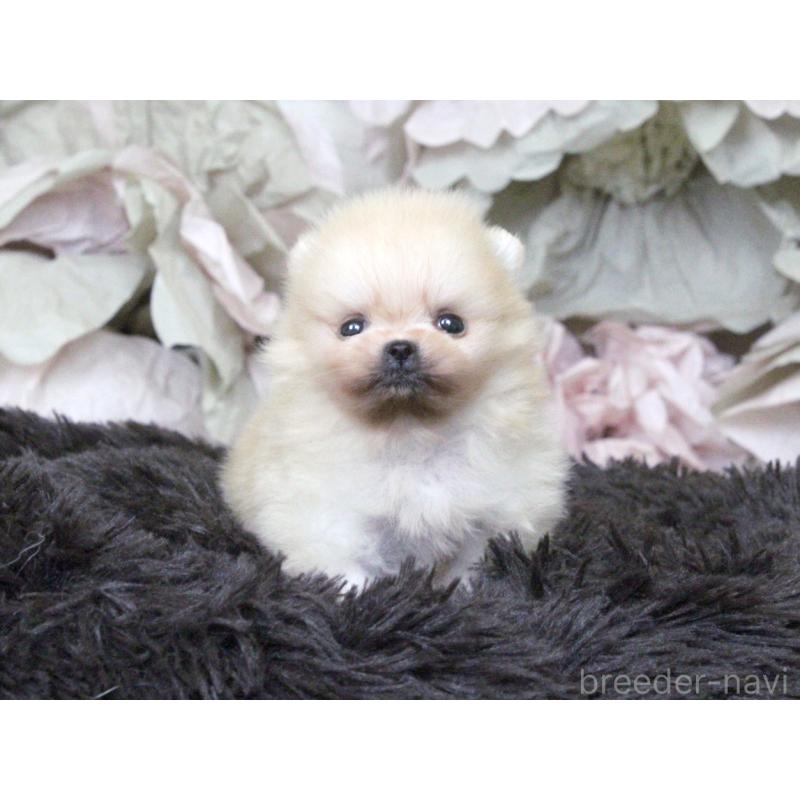 販売中の大阪府のポメラニアン-439129の6枚目