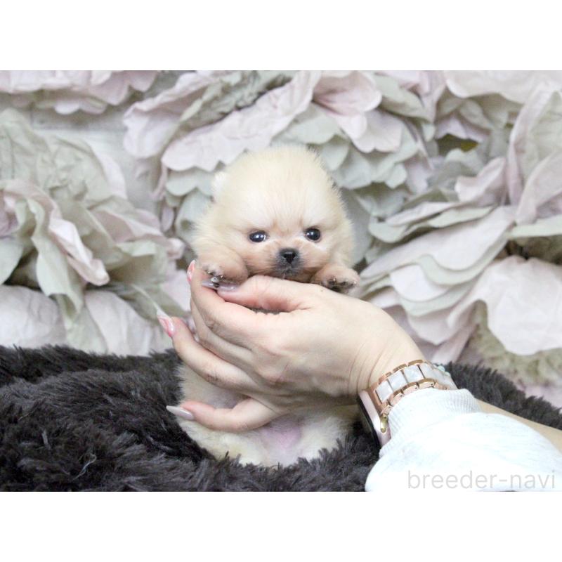 販売中の大阪府のポメラニアン-439129の5枚目