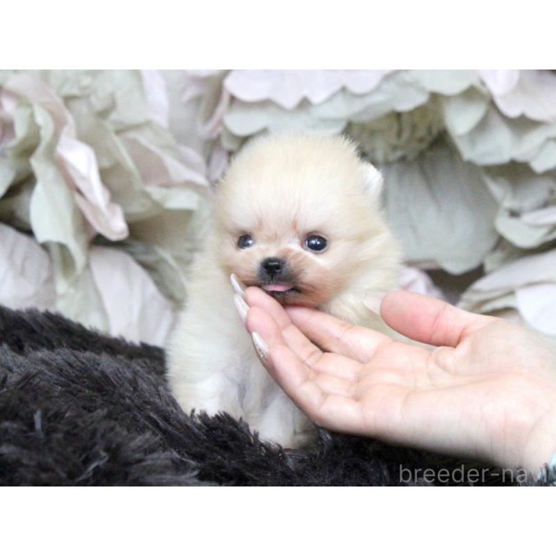 販売中の大阪府のポメラニアン-439129の3枚目