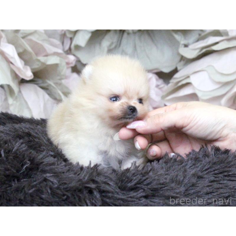 販売中の大阪府のポメラニアン-439129の2枚目