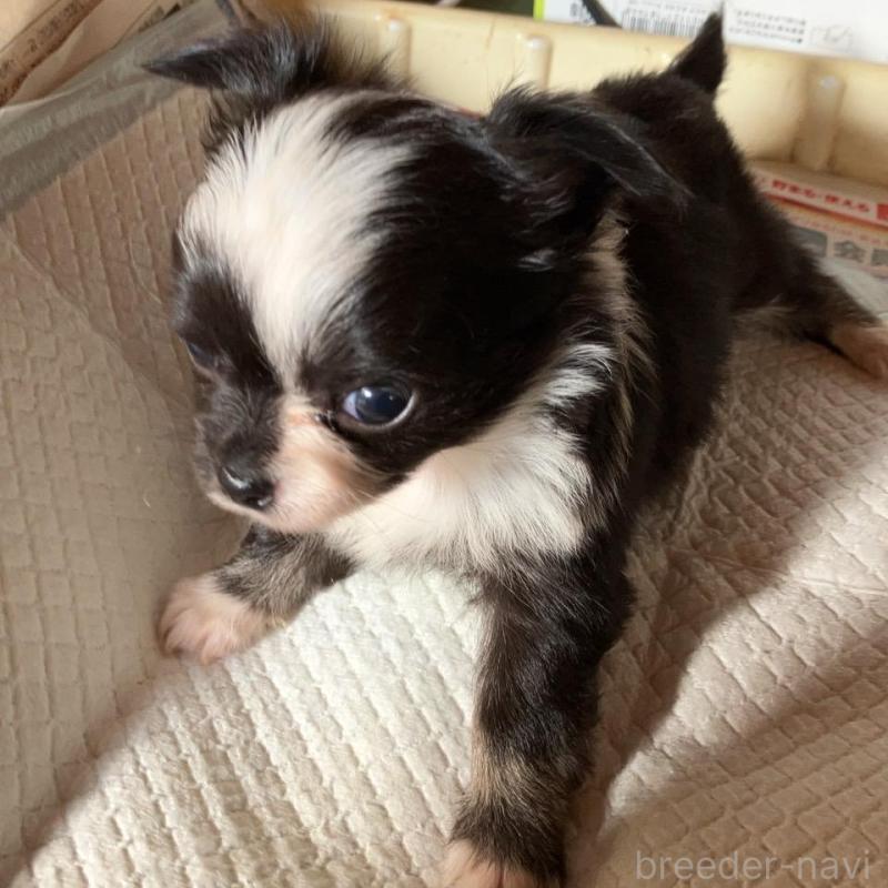 販売中の静岡県のチワワ(ロングコート)-439128