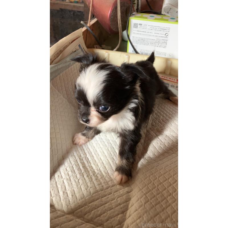 販売中の静岡県のチワワ(ロングコート)-439128の2枚目