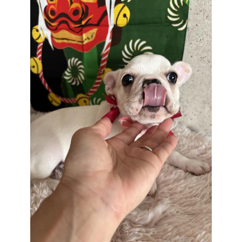販売中の鹿児島県のフレンチブルドッグ-429489の6枚目