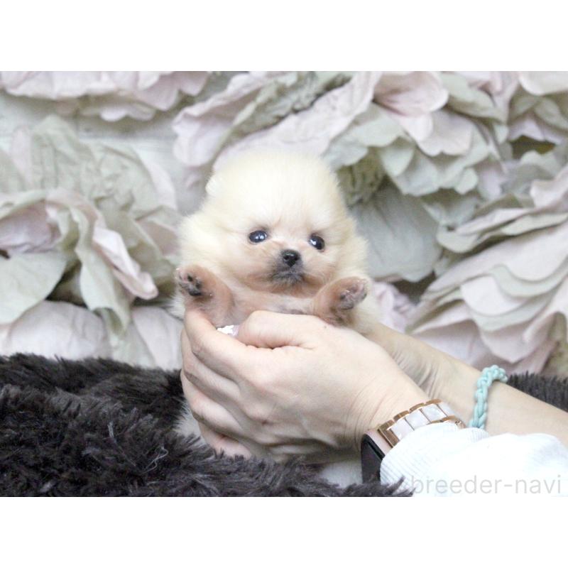 販売中の大阪府のポメラニアン-439130の8枚目