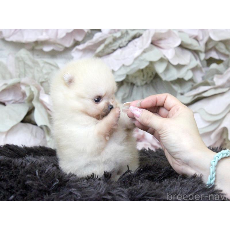 販売中の大阪府のポメラニアン-439130の7枚目