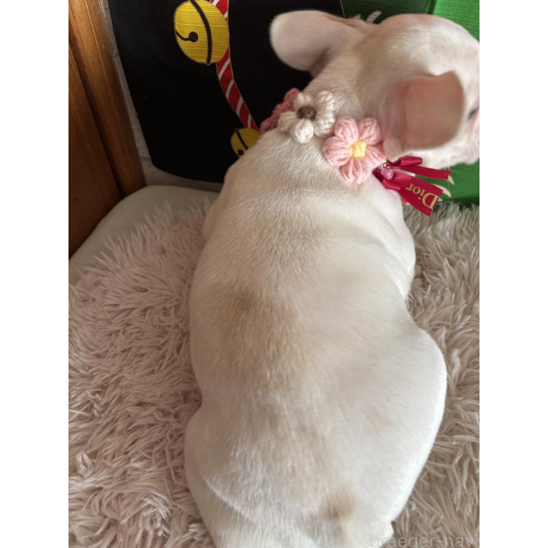 販売中の鹿児島県のフレンチブルドッグ-429489の5枚目