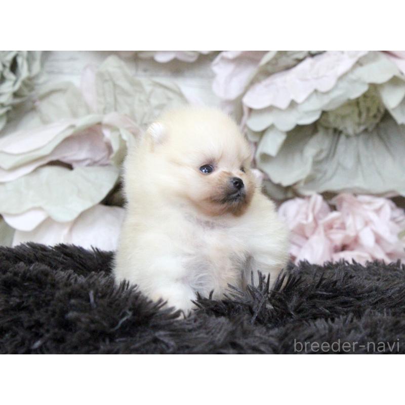 販売中の大阪府のポメラニアン-439130の5枚目