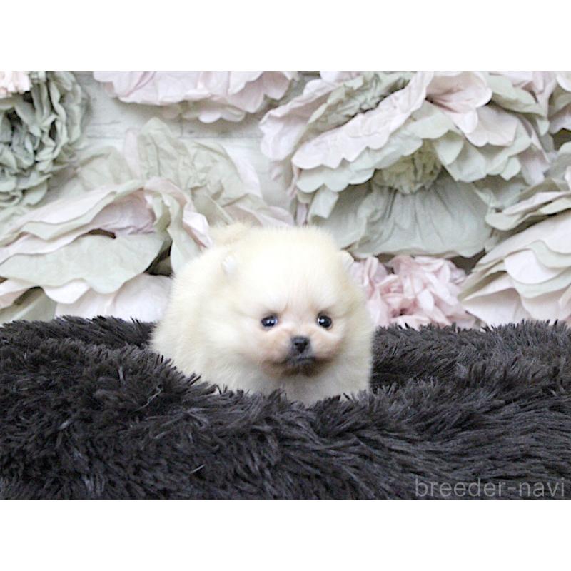 販売中の大阪府のポメラニアン-439130の3枚目