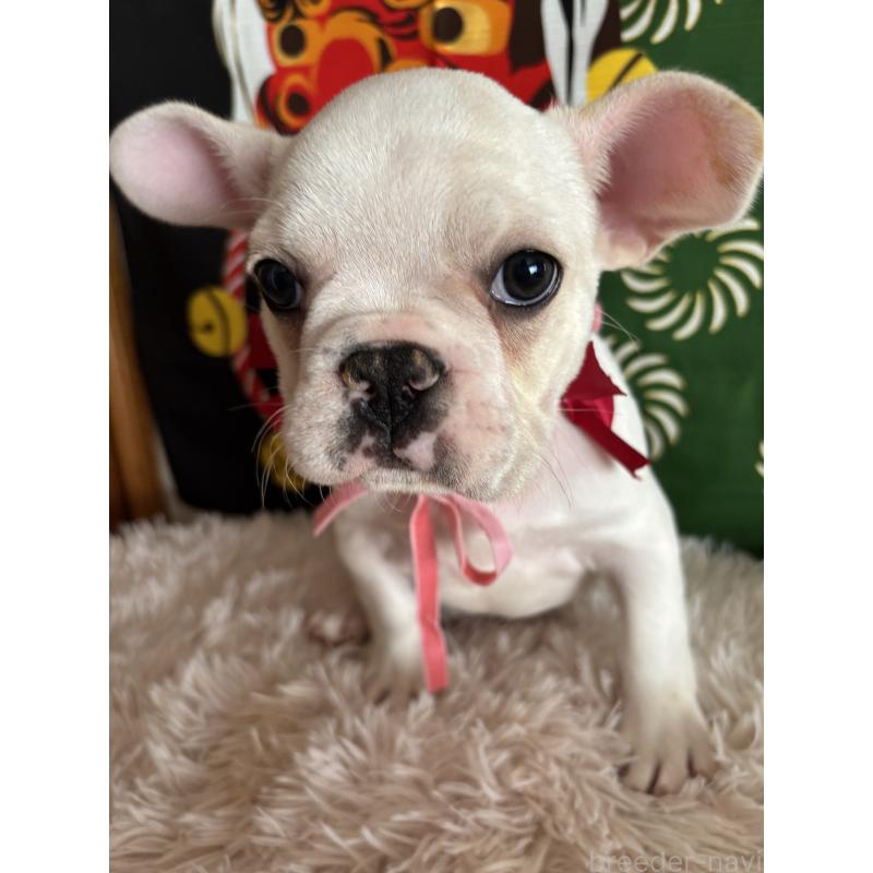 販売中の鹿児島県のフレンチブルドッグ-429489の4枚目